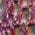 Color Swatch - Purple