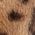 Color Swatch - Leopard