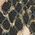 Color Swatch - Oro Snake
