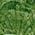 Color Swatch - Green
