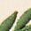 Color Swatch - Green