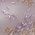 Color Swatch - Mauve