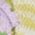Color Swatch - Multi