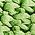 Color Swatch - Green