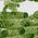 Color Swatch - Green