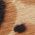 Color Swatch - Brown Sugar Leopard