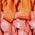 Color Swatch - Pink Orange