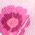 Color Swatch - Floral