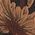 Color Swatch - Brown