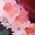 Color Swatch - Pink/Wine