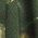 Color Swatch - Green