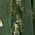 Color Swatch - Sage