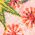 Color Swatch - Pink