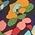 Color Swatch - Floral