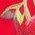 Color Swatch - Red