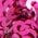 Color Swatch - Pink