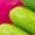 Color Swatch - Pink