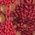 Color Swatch - Red