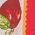 Color Swatch - Red
