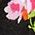 Color Swatch - Floral