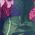 Color Swatch - Purple