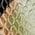 Color Swatch - Green