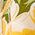 Color Swatch - Yellow