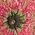 Color Swatch - Floral