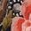 Color Swatch - Animal