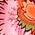 Color Swatch - Pink