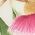 Color Swatch - Floral