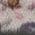 Color Swatch - Floral