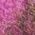 Color Swatch - Purple