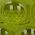 Color Swatch - Green