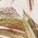 Color Swatch - Green