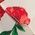 Color Swatch - Floral
