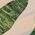 Color Swatch - Green