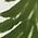 Color Swatch - Green