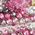 Color Swatch - Floral