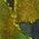 Color Swatch - Green
