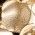 Color Swatch - Gold