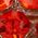 Color Swatch - Gold/Red
