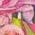 Color Swatch - Pink