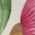 Color Swatch - Floral