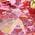 Color Swatch - Pink