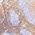 Color Swatch - Floral