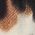 Color Swatch - Leopard
