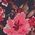 Color Swatch - Floral