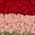 Color Swatch - Multi