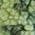 Color Swatch - Green